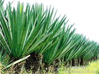 嘉定办公室植物租赁_剑麻植物养护
