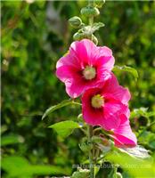 普陀区办公室绿化_木槿花植物养护