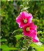 普陀区办公室绿化_木槿花植物养护