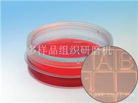 易必迪ibidi 细胞定位格子培养皿μ-Dish 35 mm high， glass bottom Grid-500