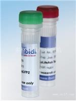 易必迪 ibidi 细胞骨架染料 LifeAct Adenoviral Vectors