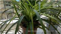 上海室内绿化植物_酒瓶兰绿化植物养护