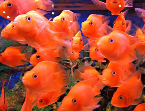 观赏鱼养殖场-上海兴旺热带鱼场的发财鱼-热带鱼品种-发财鱼价格-发财