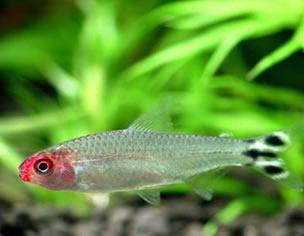 热带鱼批发-亚洲红鼻鱼