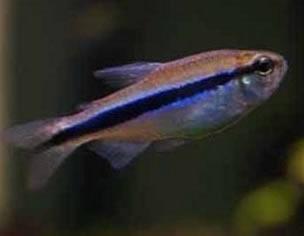 热带鱼-蓝帝灯鱼