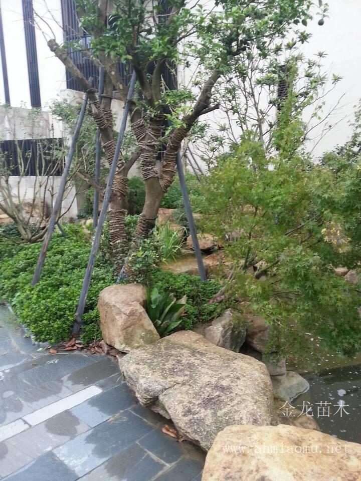 上海树茂园林-上海苗木