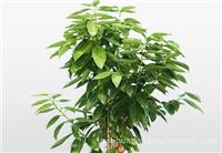 上海办公室植物租赁_平安树植物租赁