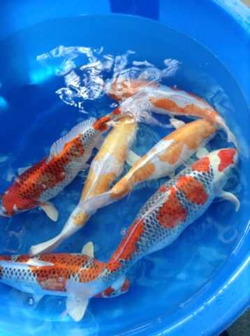 日本锦鲤