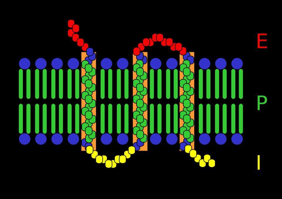 膜及细胞质蛋白相互作用的酵母双杂交文库构建与筛选