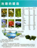鱼塘建造 