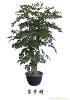 园林花卉/上海植物租赁-上海花卉租摆