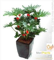 上海植物租赁/上海花卉租赁公司