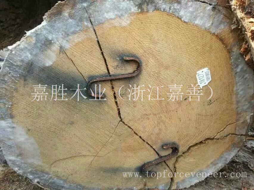 北美美国俄亥俄州白橡大径旋切级原木 Ohio White Oak Veneer Rift Cut Logs