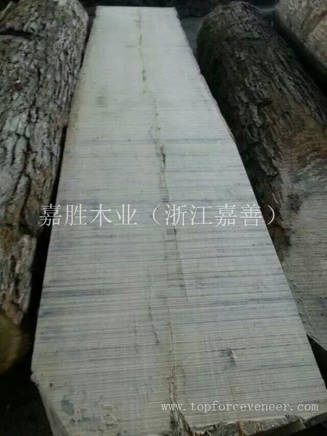 北美美国俄亥俄州白橡大径旋切级原木 Ohio White Oak Veneer Rift Cut Logs