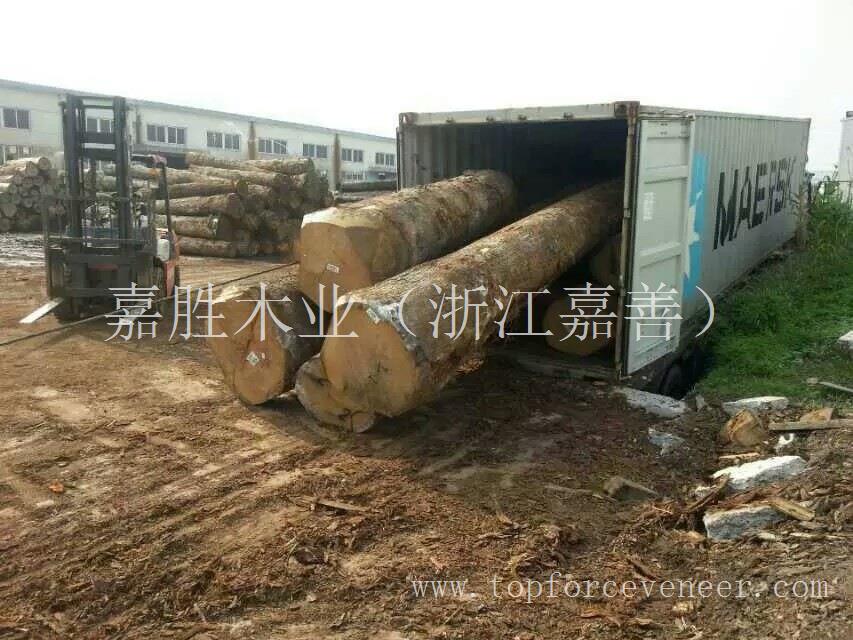 美国俄亥俄州白橡大径半旋级原木 America Ohio White Oak Rift Cut Logs