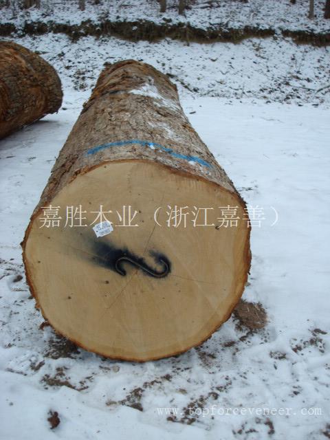 美国白橡原木三面请 American White Oak Veneer Logs 3SC