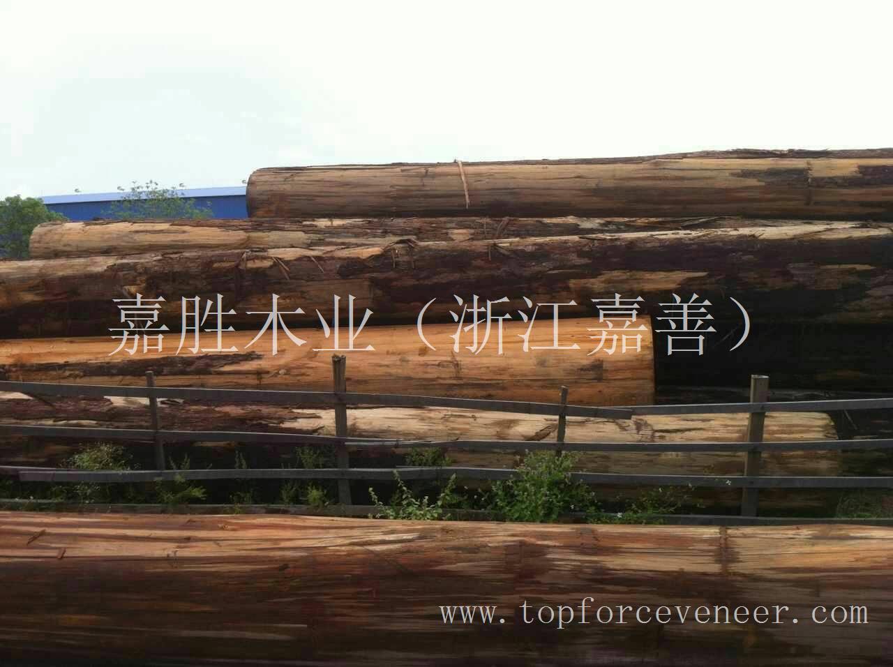 亚洲东南亚越南桧木 Vietnam Cypress Logs (Hinoki)