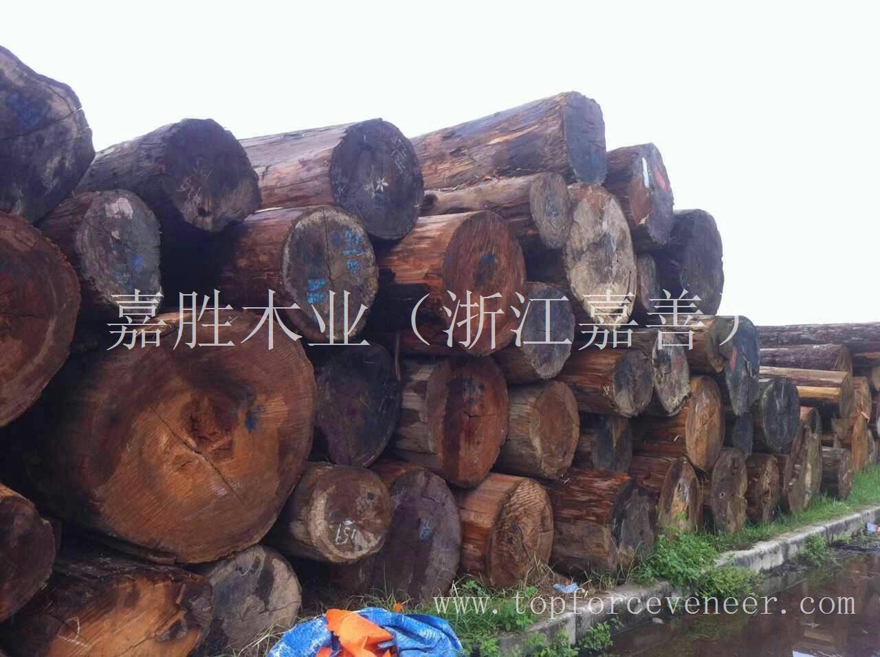 亚洲东南亚越南桧木 Vietnam Cypress Logs (Hinoki)