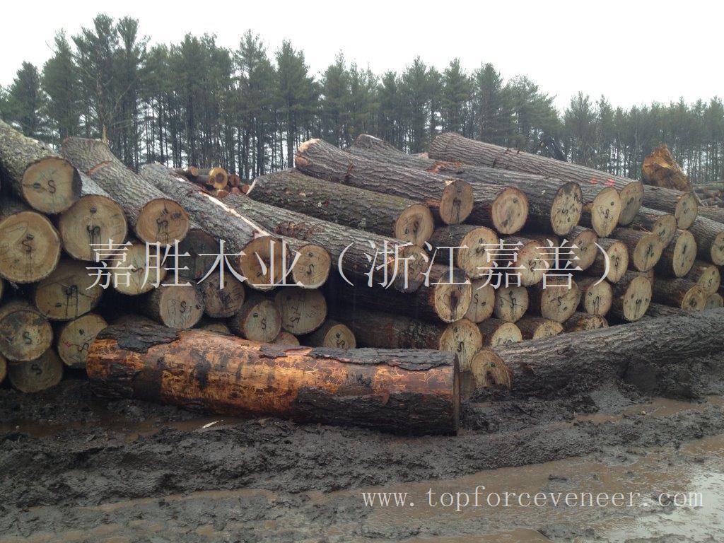 北美美国佛蒙特或缅因州红橡刨切级4SC 3SC原木 Vermont & New Hampshire Red Oak Veneer Logs