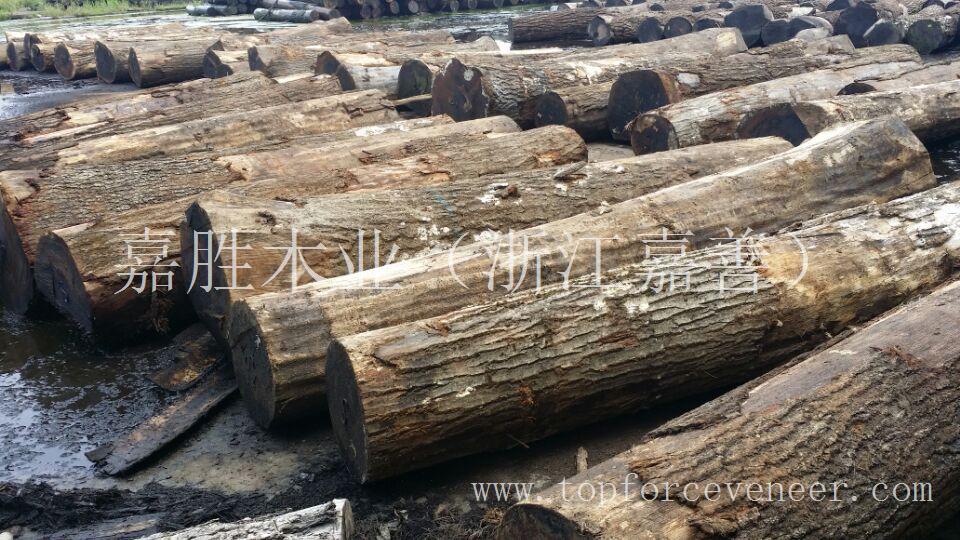 北美美国佛蒙特或缅因州红橡刨切级4SC 3SC原木 Vermont & New Hampshire Red Oak Veneer Logs