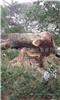 南美大胡桃大器家具用原木 (南美琥珀木) South American Walnut Huge Trees Table Top and Solid Wood Furn