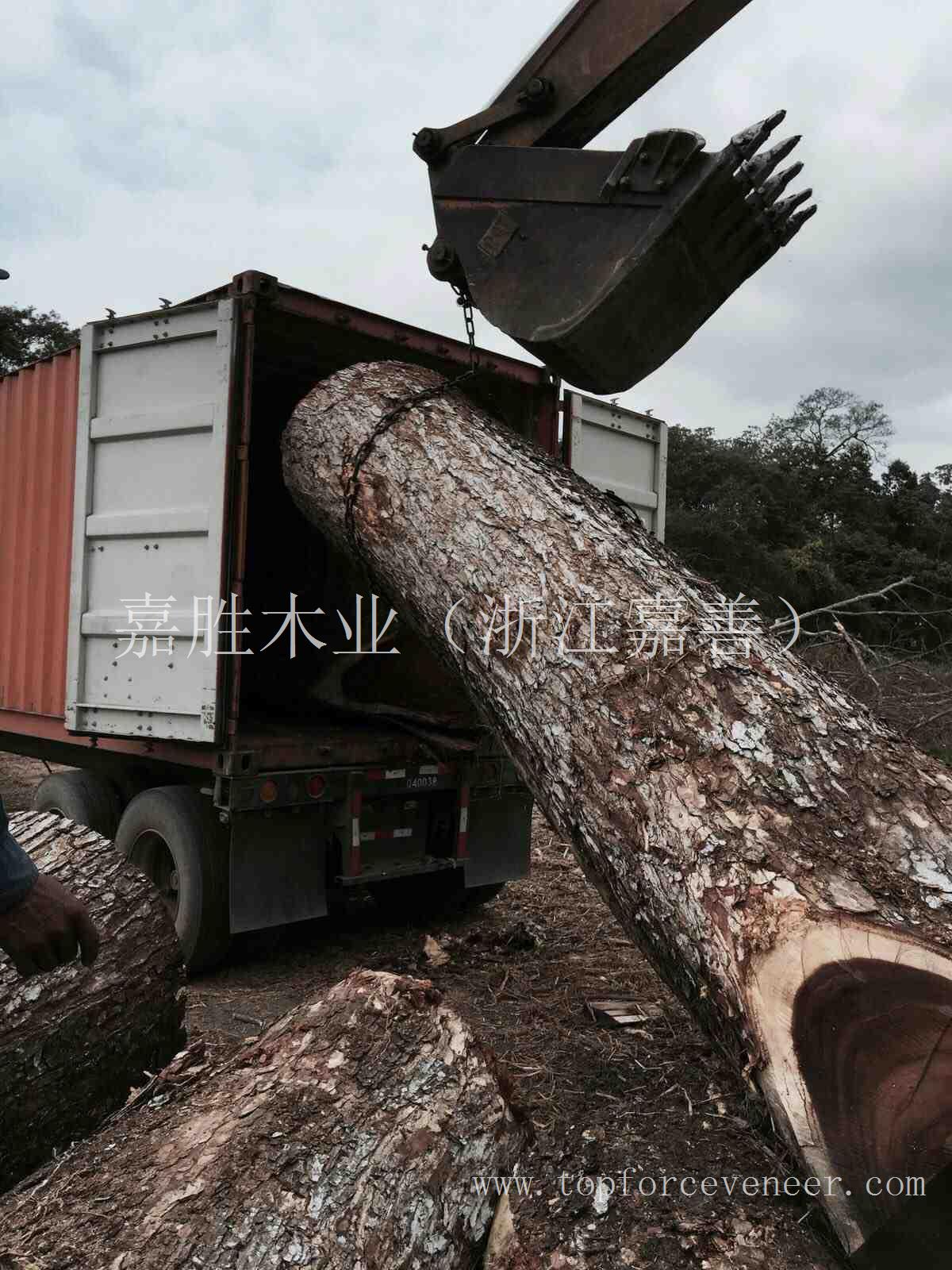 南美大胡桃大器家具用原木 (南美琥珀木) South American Walnut Huge Trees Table Top and Solid Wood Furn