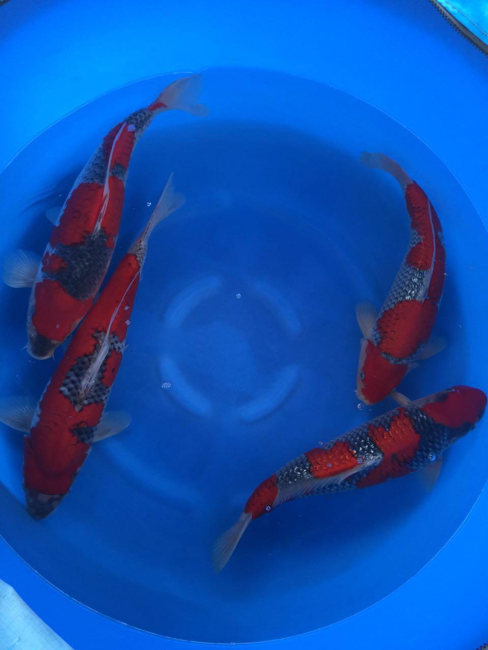 日本锦鲤鱼上海御锦园出售
