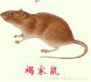 上海专业灭老鼠、杀老鼠�
