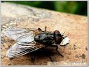 专业杀虫服务-灭蟑螂、蚊蝇、老鼠�