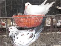 上海肉鸽价格 