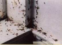 专业除虫服务公司-除白蚁-除老鼠-白蚁防治中心（所）-除苍蝇?