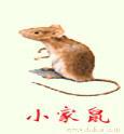 上海老鼠药，老鼠防治，杀鼠剂，灭鼠膏剂 