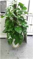 大绿萝_上海植物租赁公司