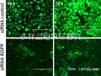 Torpedo siRNA 转染试剂－60620 60621 60622