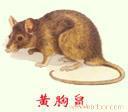 上海专业杀鼠公司?
