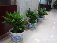 上海办公室植物租赁公司
