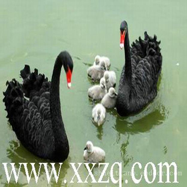黑天鹅养殖-全国首家黑天鹅-澳洲黑天鹅繁育养殖场