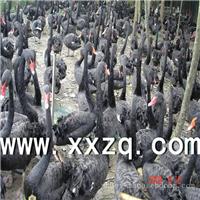 上海黑天鹅养殖基地-上海黑天鹅养殖-上海黑天鹅厂家