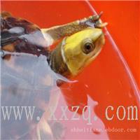 中国名龟--金钱龟-金头闭壳龟-全国首家澳洲黑天鹅繁育基地