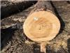 美国桧木原木 American Cypress Logs