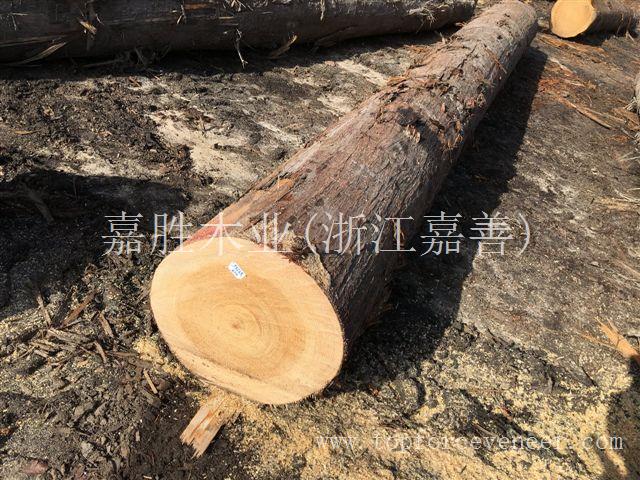 美国桧木原木 American Cypress Logs