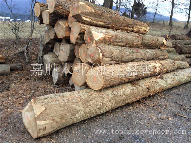 美国榆木原木 American Elm Logs