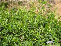 上海肉桂茶销售 