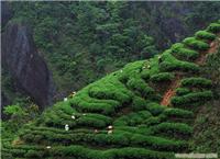 武夷山大红袍茶 