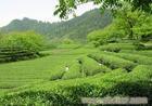 上海茶叶批发公司 
