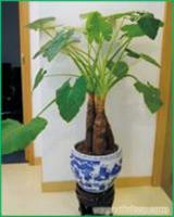 浦东植物批发价格 