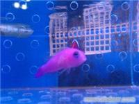 紫草莓-海洋观赏鱼-海洋观赏鱼-13701614709
