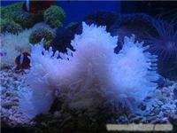 白海葵-海水鱼珊瑚-海水鱼珊瑚-13701614709
