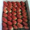 草莓采摘25元/斤,浦东草莓采摘,上海草莓采摘