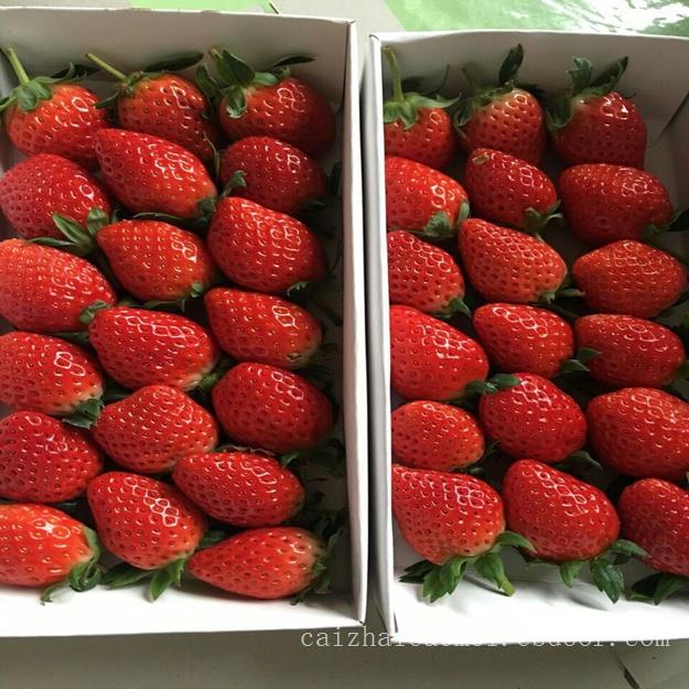 奶油草莓100元/盒4斤,上海奶油草莓